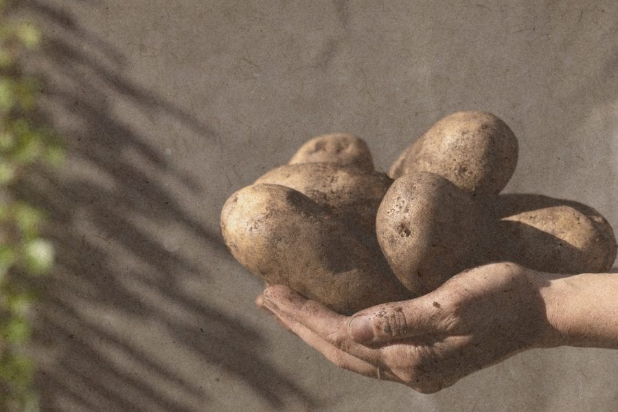 des patates